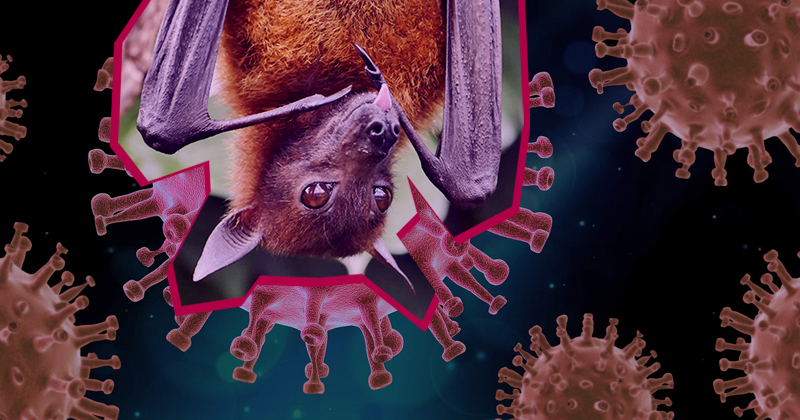 Migrações e interação animal pode desencadear uma nova pandemia Migrações e interação animal pode desencadear uma nova pandemia
